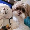 Chery 💁‍♀️& León Chester 🐾