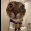 meow19281