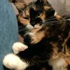 mewfoxy