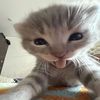 meowmeowpisipisiii