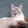 sandraguizilini