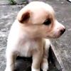 boncil_1