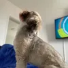 thorshitzujd