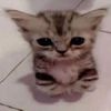 lilmamitoes