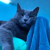 mozart_the_cat