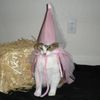 smallclaycat
