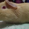 lulucuyita1