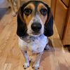soupy_beagle