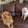 lillyandkadee