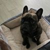 steventhefrenchie