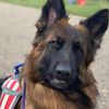 germanshepherdsatwork