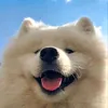 sne_498