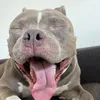 bucefaloalejandro
