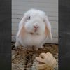 thefluffydonut
