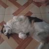 zu_7x