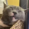 mayaishungry