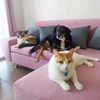 clubdepatitas