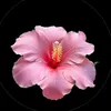 nesrinn_28