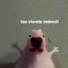 daru.dm
