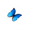 2009butterflies