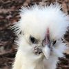 chickentender853