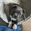 Reggie the blue staff