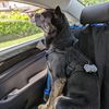 miyatheshepherd421