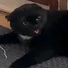 befknpolite