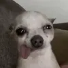 novenynevuleanyzo