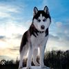 sachir_ff