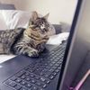shycatcore