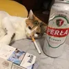ciszakrulewiczu