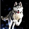 omegahusky18rc2