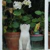 rose_067