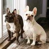 dukeanddusty13