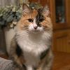 grumpykitten1998