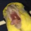 arikinys