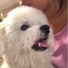 bichon5