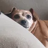 lilnegresco