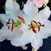 jasminbalestas