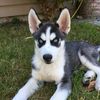 benjithehusky