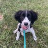 that_mn_servicedogs