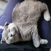 fluffy2022fluf