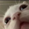 anchousiki