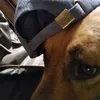 new.dog0