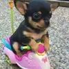 loreninha___08
