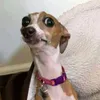 atendedordeboludos0