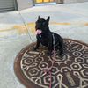 tobias.thefrenchie.ny