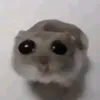 ogvateusz