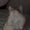 warmchickensblood